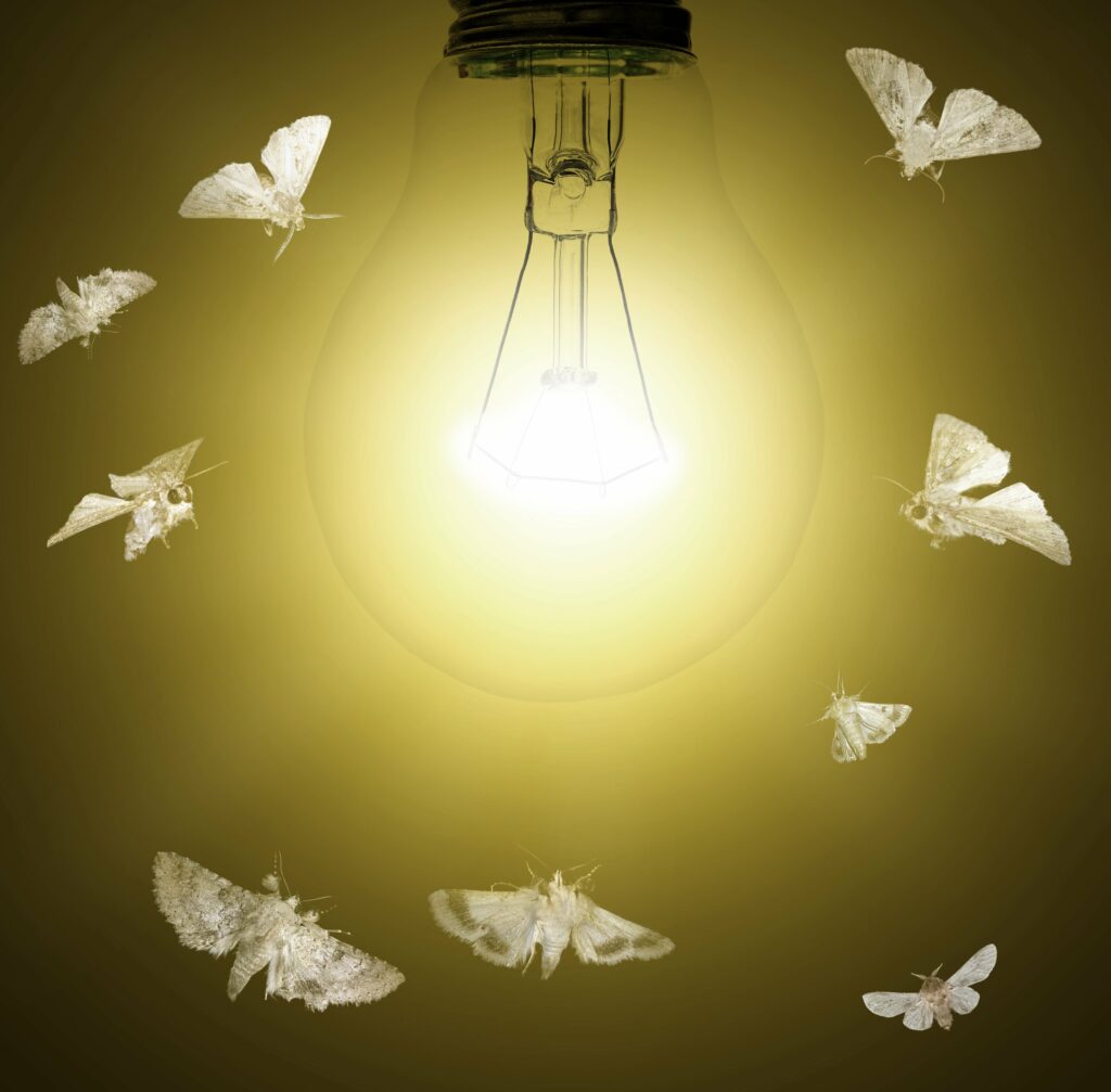 moths at lightbulb