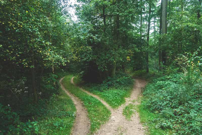 Divergent Paths in Forest