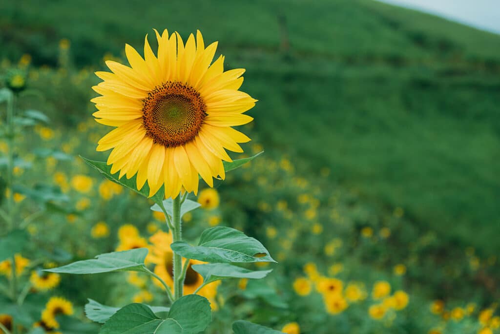 Close-up,Of,Sun,Flower,Against,With,Green,Background